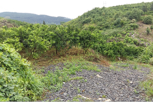 ¡��ϴɳ�������ŷ����M�F�����c