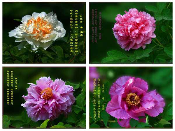 ���(y��ng)ĵ������(hu��)